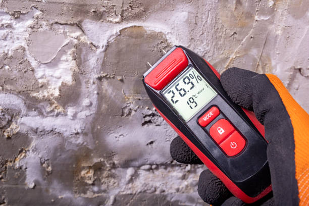 Best White Mold Remediation in Junction City, KS