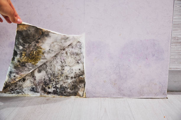  Junction City, KS Mold Removal Pros
